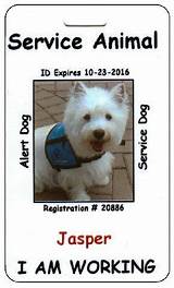 Pictures of Do Service Dogs Have To Be Licensed
