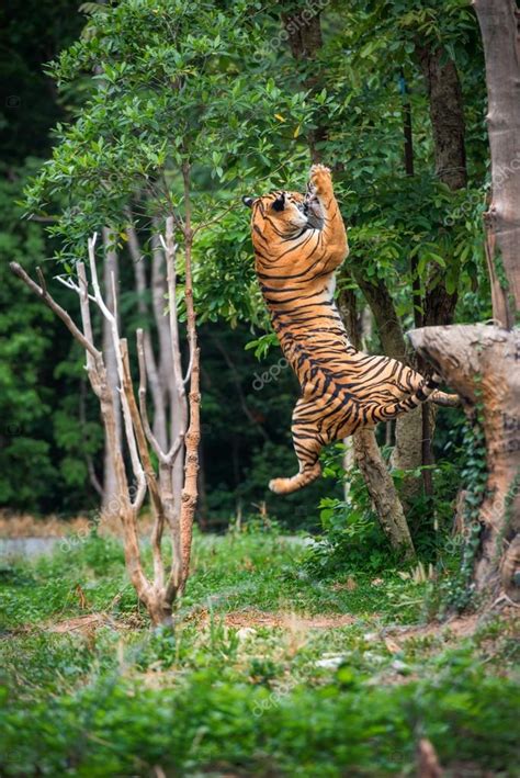 Tiger Jumping Stock Photo By ©thanarak 54395421