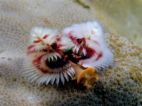 Maybe you would like to learn more about one of these? 20 Beautiful Animals That Live Under The Sea
