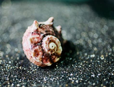 400 Best Seashell Photos · 100 Free Download · Pexels Stock Photos