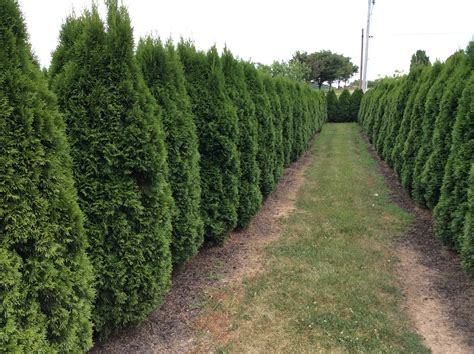 Boyer Nurseries & Orchards | FREE Evergreen Hedge Maze | Ship Saves