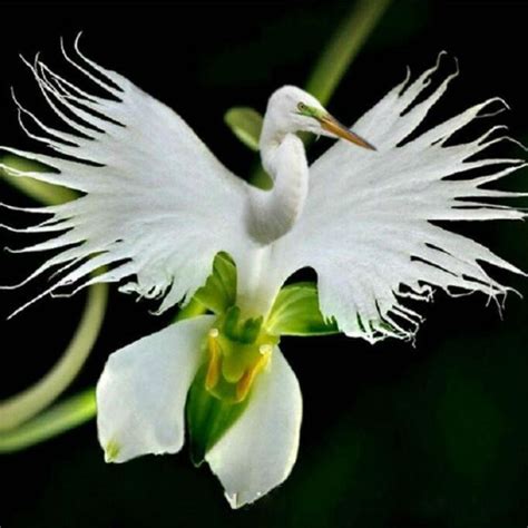 200pcs Japanese Egret Flowers Seeds White Egret Orchid Seeds Radiata