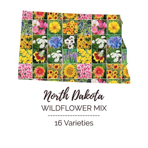 North Dakota Wildflower Seed Mix - 1/4 Pound - Mixed Wildflower Seeds