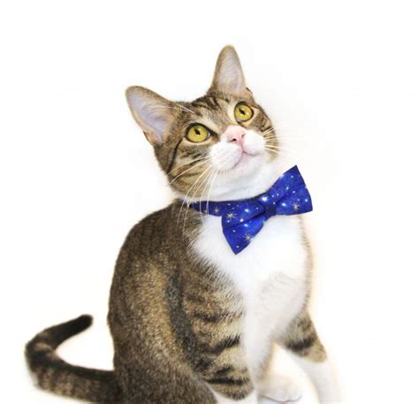 Cats In Bow Ties Modern Cat
