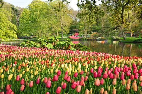 Spring Park In The Netherlands Fond Décran Hd Arrière Plan