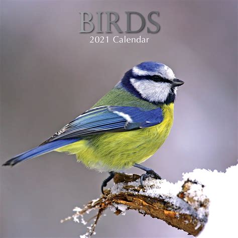 2021 Birds Calendar Save The Children Shop