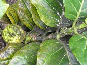 Treating plant mold like sooty mold is best done by treating the source of the problem. How To Get Rid Of Sooty Mold | Citrus trees, Plants, Plant ...
