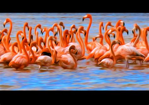 Flock Of Pink Flamingos At Celestun Mexicophoto By Mark W Patterson