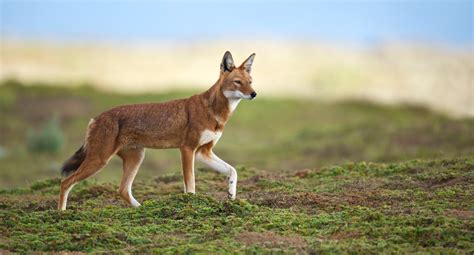 Ethiopian Wolf Nature Picture Library Ethiopian Wolf Canis Simensis