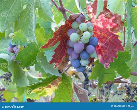 Fine Wine Grapes Ready For Fall Harvest In Sonoma Stock Photo Image