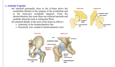 Hip Joint Type Articular Bone Ligaments And Movements