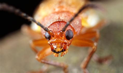 Bolivian Villagers Use Venomous Ants To Torture Alleged Thieves World