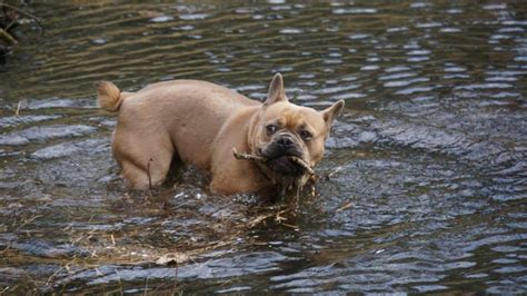 Mean or can a bulldog swim in water due to its overweight, or is it possible to teach them swimming in. Can French Bulldogs Swim? - FrenchBulldogio