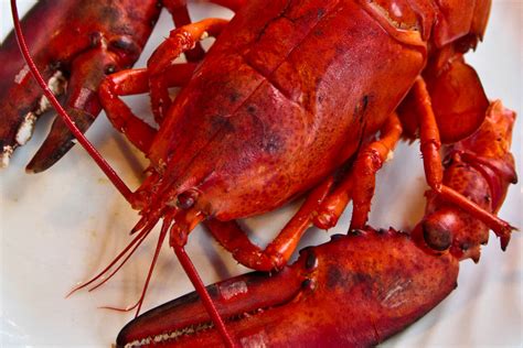 Lobster Nova Scotia Canada Not Quite Nigella