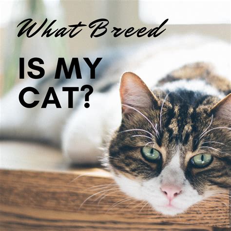 Cat breed information & pictures. How to Determine Your Cat's Breed—Identify Mixed Breeds ...