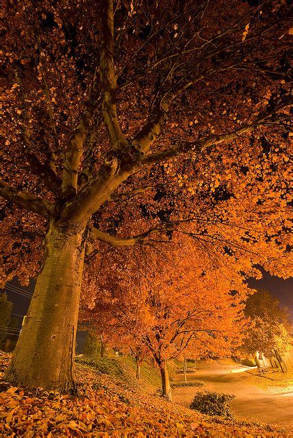 Falling Into The Night Autumn Scenery Beautiful Nature Scenery