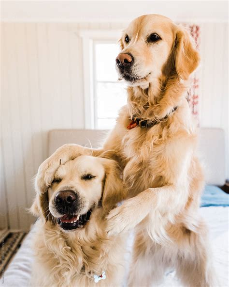Golden Retriever Dog Hugging Another Dog Del Colaborador De Stocksy