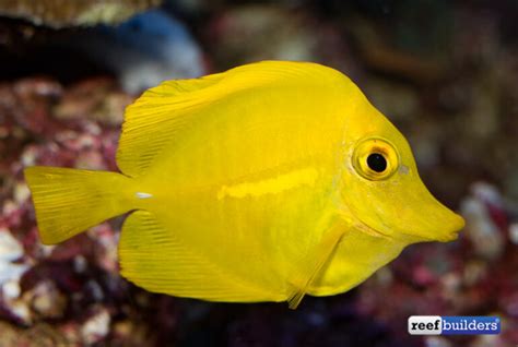 Captive Bred Yellow Tang Review Reef Builders The Reef And