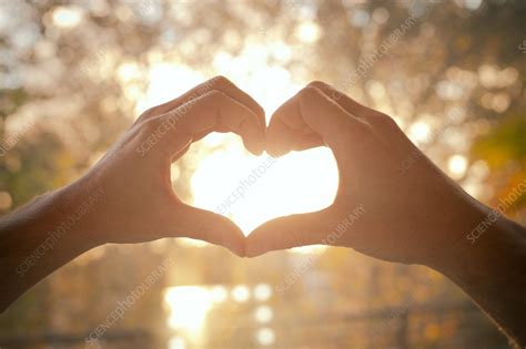 Hands Making Heart Shape Stock Image F0331699 Science Photo Library