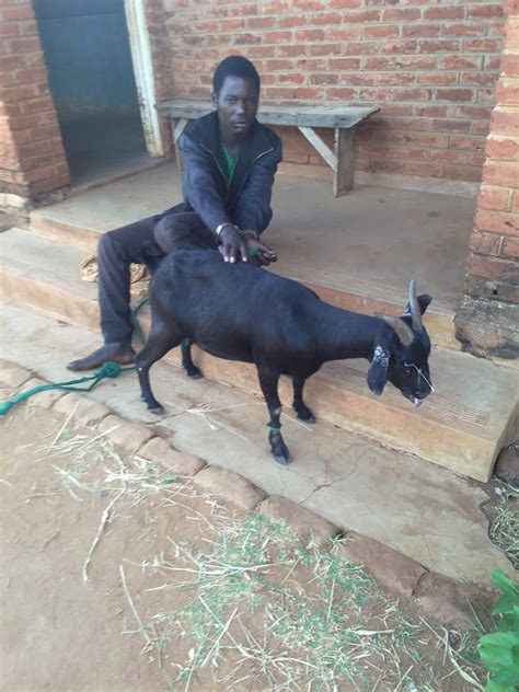 malawi s ntchisi man arrested for having sex with goat the maravi post