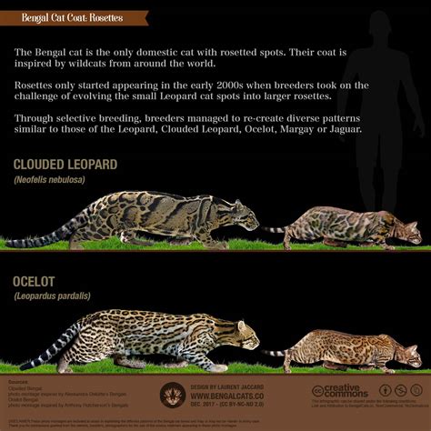 Discover more on how to identify a bengal cat in this guide. Bengal Cat Colors and Patterns Visual Guide