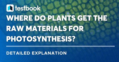 Where Do Plants Get The Raw Materials For Photosynthesis
