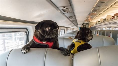 Pups Onboard Why Trains Are A Great Way To Travel With Your Dogs
