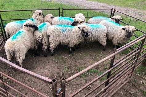 8 Pedigree Shropshire Breeding Shearlings Sellmylivestock The