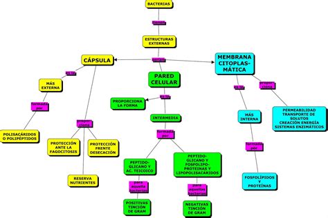Mapa Conceptual De Metodos De Identificacion Bacteriana Pruebas Images