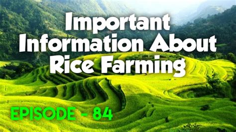 India is the largest producer of basmati rice with about 70 per cent share in global production. Important Information about Rice Farming - YouTube