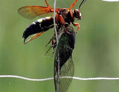 15 Insectos Comunes En Tu Patio Trasero Que Te Asustarán