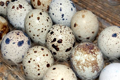 How To Properly Eat Quail Eggs