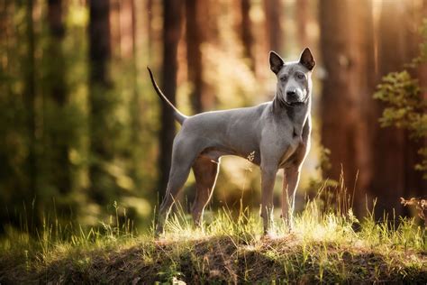 A Complete Guide To The Thai Ridgeback Dog Breed Breedexpert