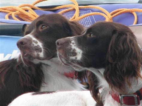 Growth chart english springer spaniel : French Spaniel #Dogs #Puppy | Dogs, Spaniel, Puppies