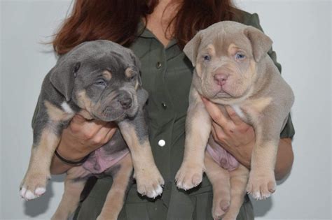 The puppies will be vaccinated, microchipped and registered at canine sa. Pitbull Chiot puppy puppies American bully XL XXL Bully ...