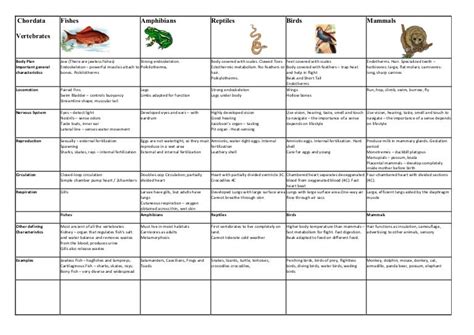 Vertebrates chordata chart