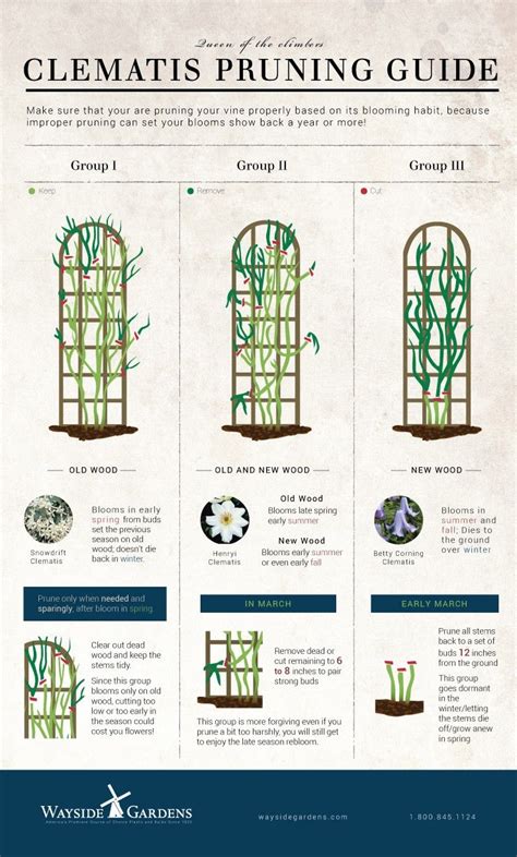 Clematis is a group of ornamental vines that generally grow on a vertical plane. When and how to prune the different groups of clematis ...