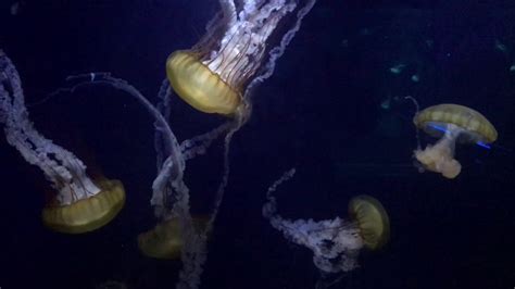 Sea Life Aquarium London Jellyfish Youtube