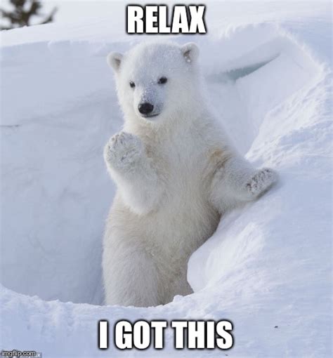 Image Tagged In Polar Cub Waving Imgflip