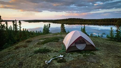 Ten ‘wild Features Of Manitobas Boreal Forest The Pew Charitable Trusts