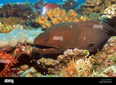 Giant Moray Eel Gymnothorax Javanicus Coming Out From The Coral Reef