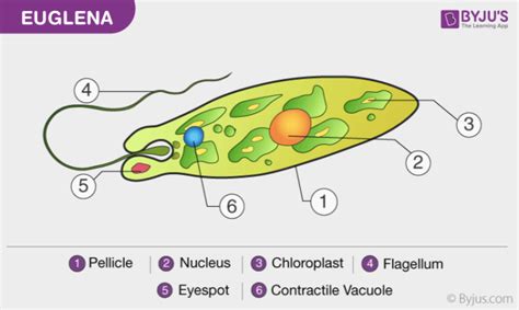 Euglena Structure Diagram Characteristics Classification