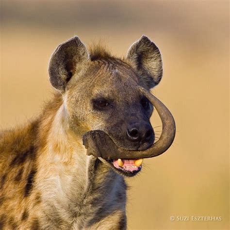 Spotted Hyena Female Carrying Wildebeest Horn Masai Mara Conservancy Kenya ••suzi Eszterhas