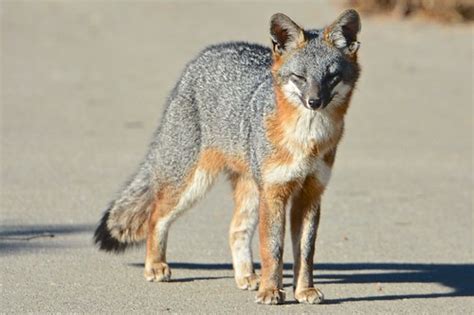 Gray Fox Urocyon Cinereoargenteus · Inaturalist