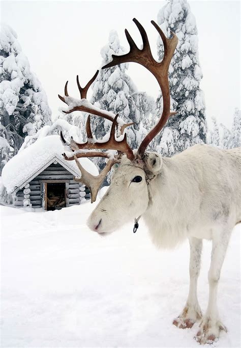 15 Photos That Prove Lapland Is The Most Magical Place To Be At