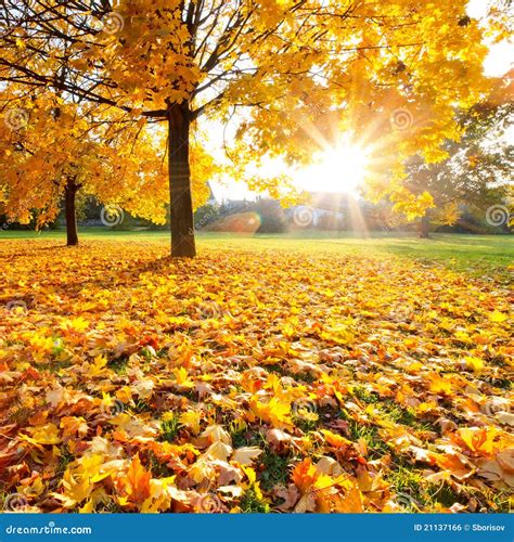 Sunny Autumn Foliage Stock Photo Image Of Leaf Beautiful 21137166