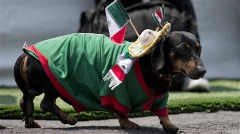 Idaho Law Puts Squeeze On ‘wiener Dog Race Biloxi Sun Herald