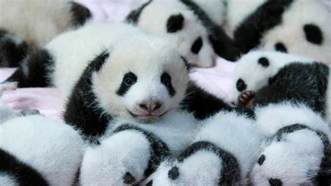 Baby Pandas First Photgraphs Released World News Sky News