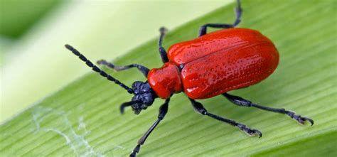 Red Lily Beetle Pest Identification For Vegetable Gardens