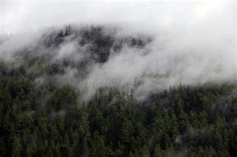 Foggy Clouds Rising From Alpine Mountain Forest Stock Photo Image Of